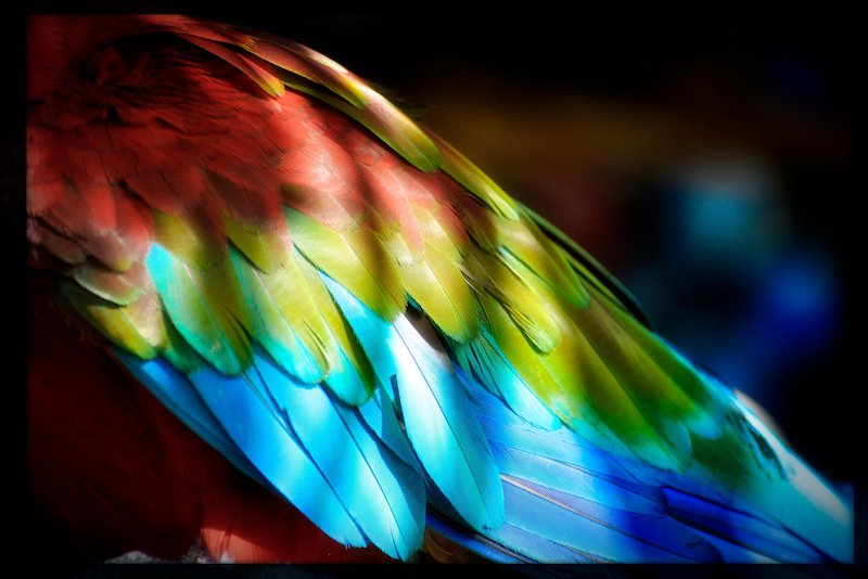 parrot wing