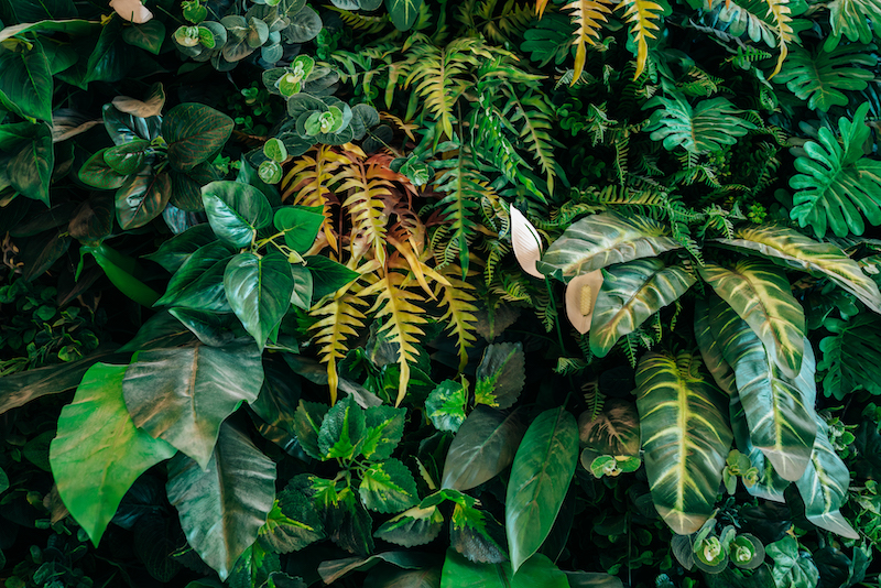 Close up group of background tropical green leaves texture and abstract background. 
