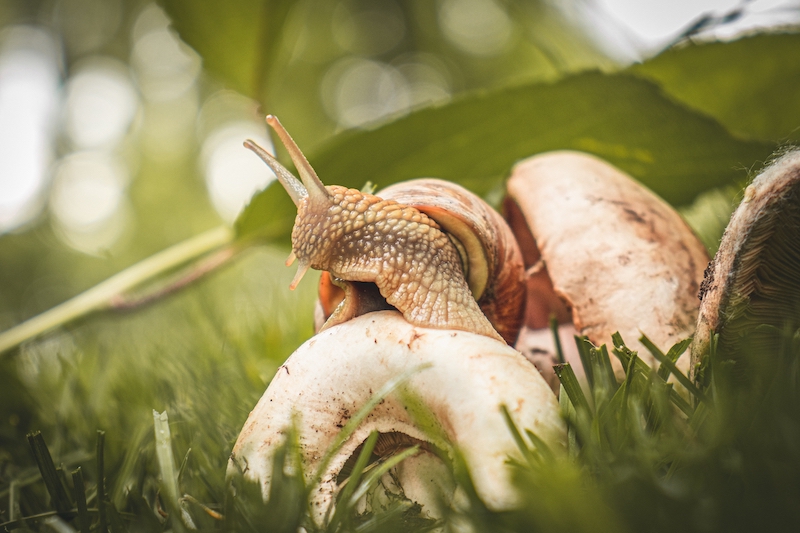 snail in the grass