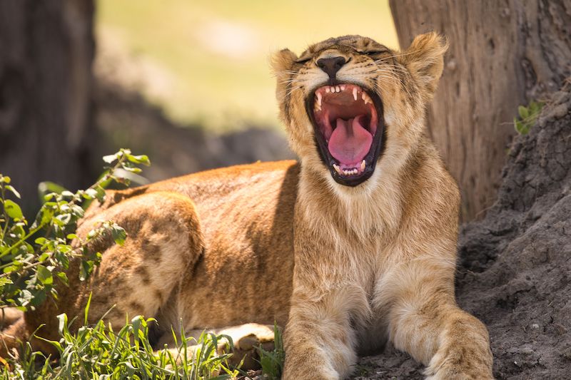 A yawning lion cub laying on the ground next to a large tree