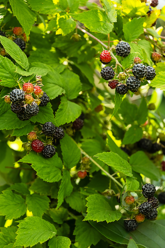 Ripe and unripe black raspberry berries growing on green shrub branch in summer.