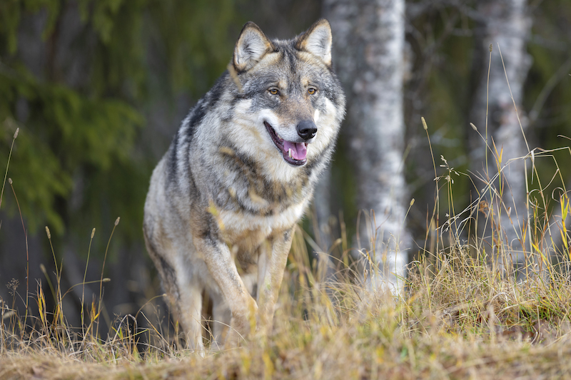 Close-up of focused large male grey wolf walking on a hill in the forest