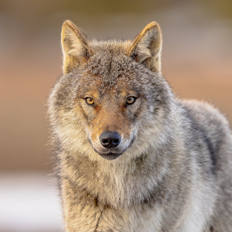 Eurasian wolf (Canis lupus lupus), also known as the common wolf, is a subspecies of grey wolf native to Europe and Asia.