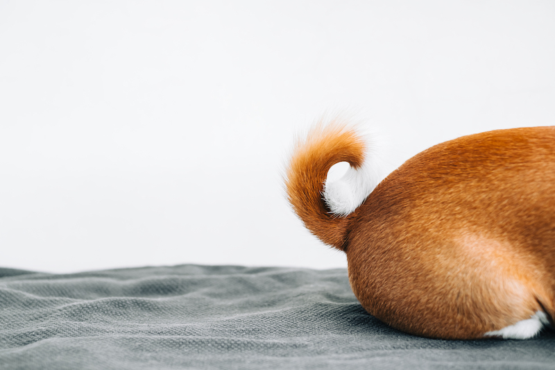 Dog tail twisted into a ring