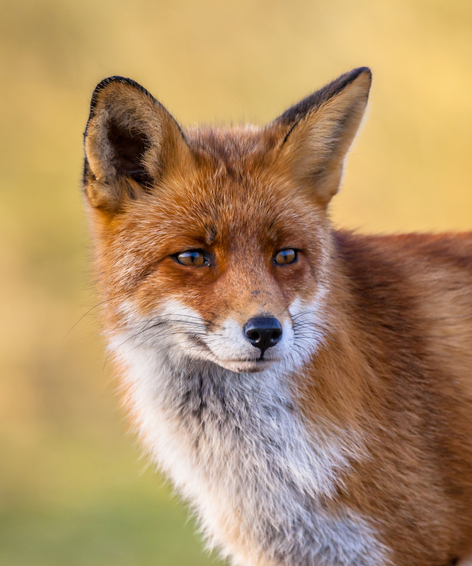 A full resolution portrait of the head of a red fox male