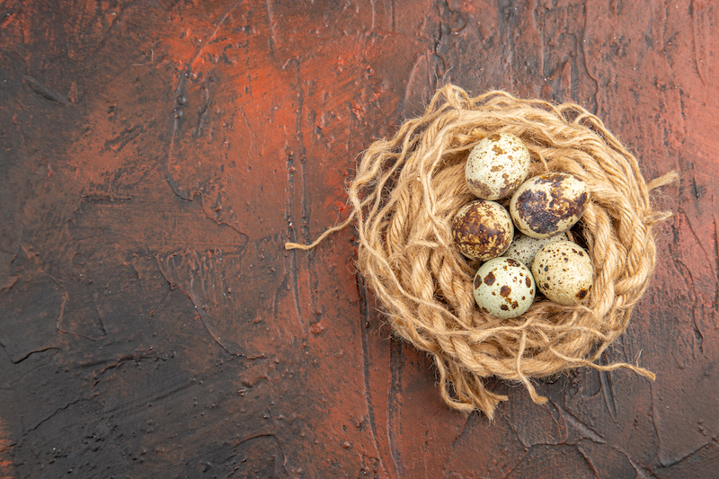 Overhead view of farm fresh eggs on a roll of rope on a brown background