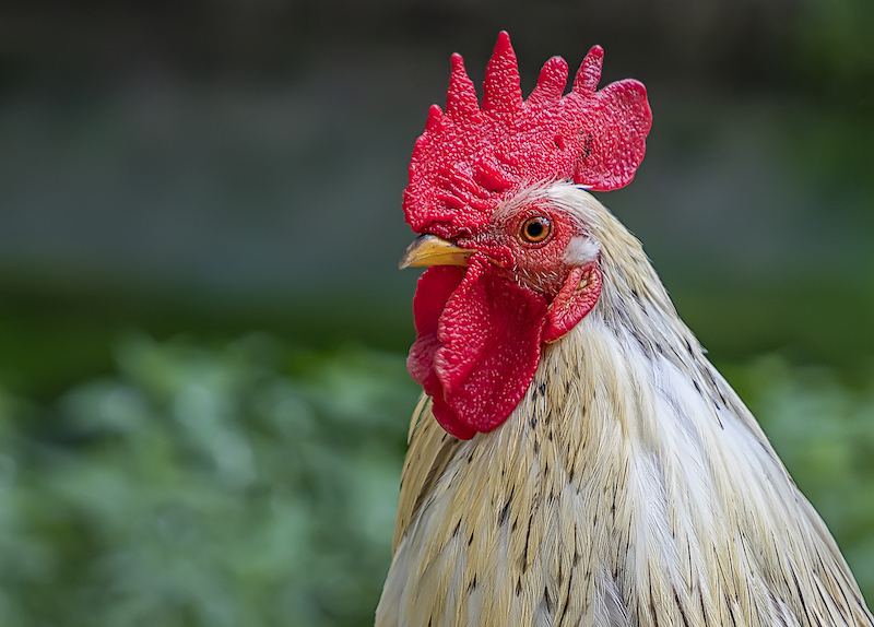 portrait of beautiful cockerel