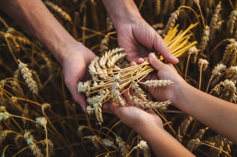 hands sharing wheat stalks